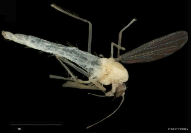 Chironomidae sp. "CL119" • © Bilgenur Baloğlu • All Rights Reserved