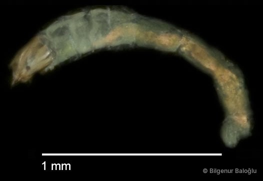 Chironomidae sp. "CL119"