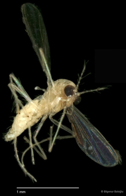 Chironomidae sp. "CL124" • © Bilgenur Baloğlu • All Rights Reserved