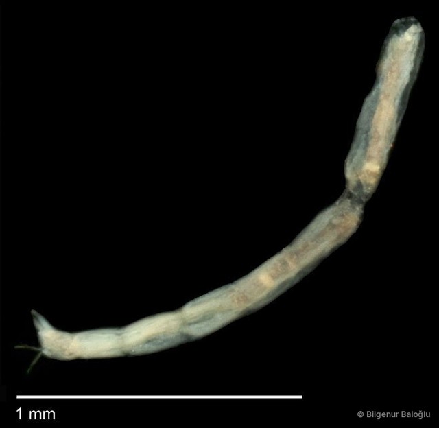 Chironomidae sp. "CL124"