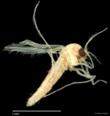 Chironomidae sp. "CL124" • © Bilgenur Baloğlu • All Rights Reserved