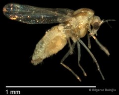 Chironomidae sp. "CL132"