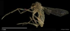 Chironomidae sp. "CL140" • © Bilgenur Baloğlu • All Rights Reserved