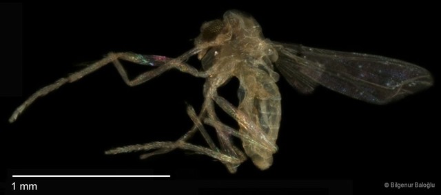Chironomidae sp. "CL140" • © Bilgenur Baloğlu • All Rights Reserved