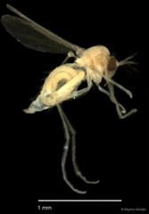 Chironomidae sp. "CL140" • © Bilgenur Baloğlu • All Rights Reserved