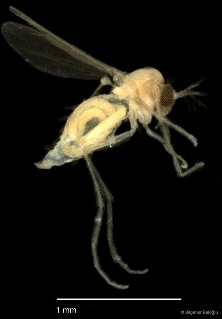 Chironomidae sp. "CL140"