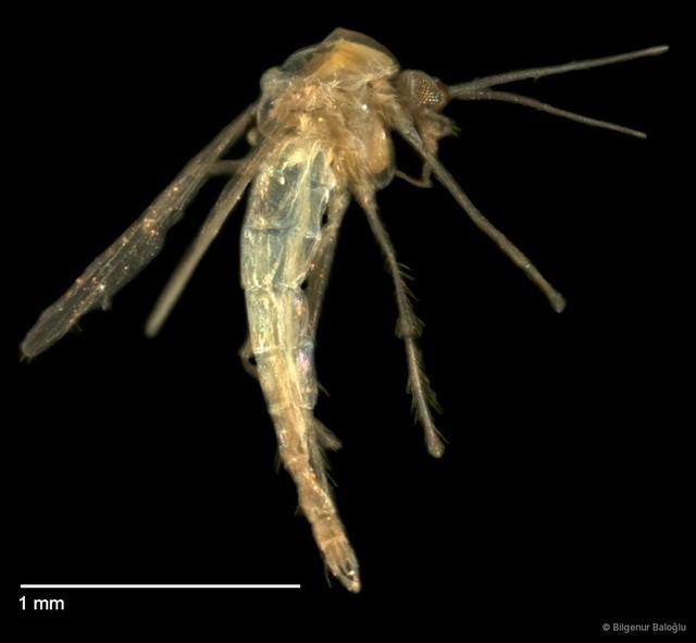 Chironomidae sp. "CL146" • © Bilgenur Baloğlu • All Rights Reserved