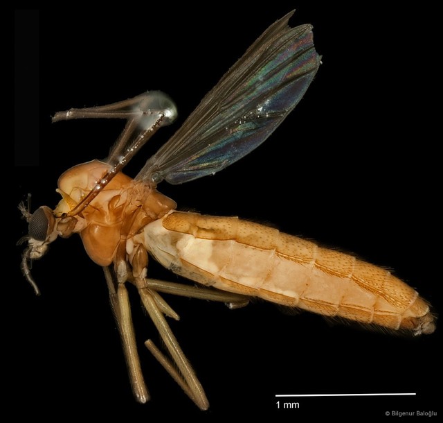 Chironomidae sp. "CL149"