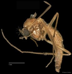 Chironomidae sp. "CL149" • © Bilgenur Baloğlu • All Rights Reserved