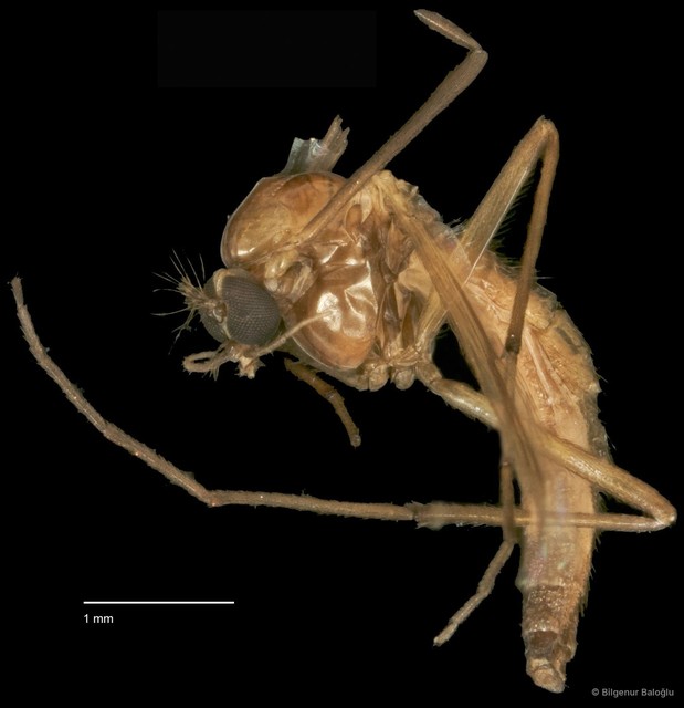 Chironomidae sp. "CL149"
