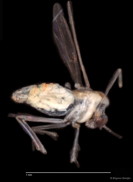 Chironomidae sp. "CL150" • © Bilgenur Baloğlu • All Rights Reserved