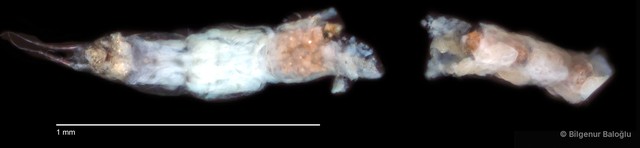 Chironomidae sp. "CL150"