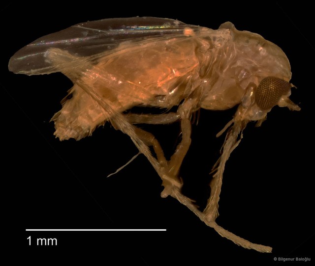 Chironomidae sp. "CL151" • © Bilgenur Baloğlu • All Rights Reserved