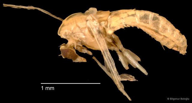 Chironomidae sp. "CL151"
