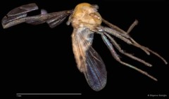 Chironomidae sp. "CL158" • © Bilgenur Baloğlu • All Rights Reserved