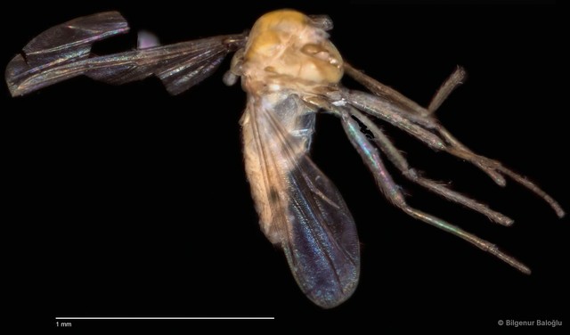 Chironomidae sp. "CL158" • © Bilgenur Baloğlu • All Rights Reserved