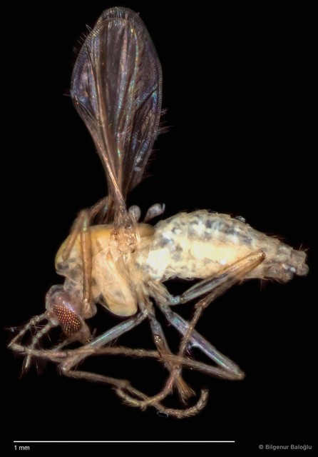 Chironomidae sp. "CL158"
