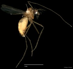 Chironomidae sp. "CL164" • © Bilgenur Baloğlu • All Rights Reserved