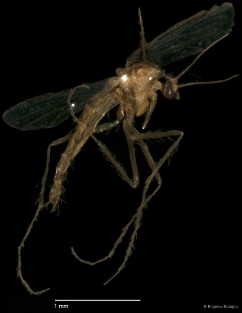 Chironomidae sp. "CL164"