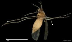 Chironomidae sp. "CL174" • © Bilgenur Baloğlu • All Rights Reserved