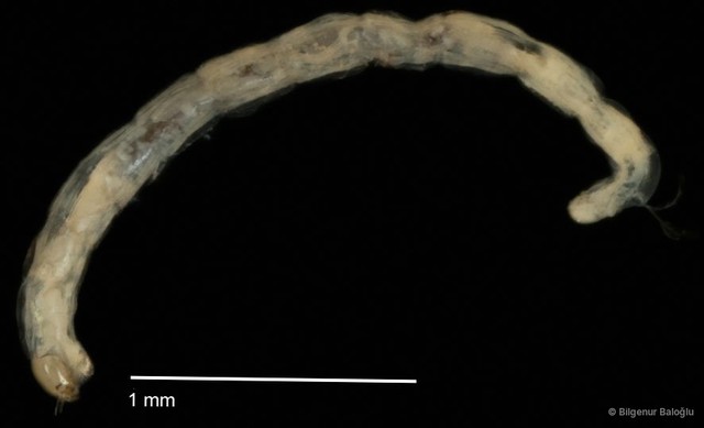 Chironomidae sp. "CL174"