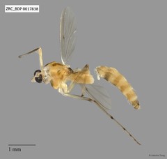 Chironomidae sp. "CL177" • © Sabrina Tang • All Rights Reserved