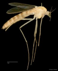 Chironomidae sp. "CL177" • © Bilgenur Baloğlu • All Rights Reserved