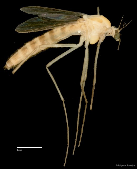 Chironomidae sp. "CL177" • © Bilgenur Baloğlu • All Rights Reserved