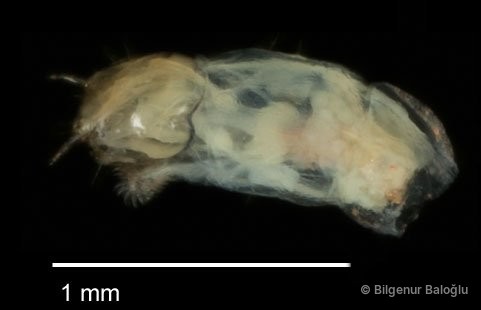 Chironomidae sp. "CL177"
