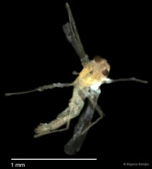Chironomidae sp. "CL178" • © Bilgenur Baloğlu • All Rights Reserved