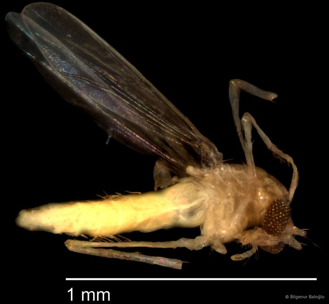 Chironomidae sp. "CL182" • © Bilgenur Baloğlu • All Rights Reserved