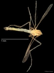 Chironomidae sp. "CL182" • © Bilgenur Baloğlu • All Rights Reserved
