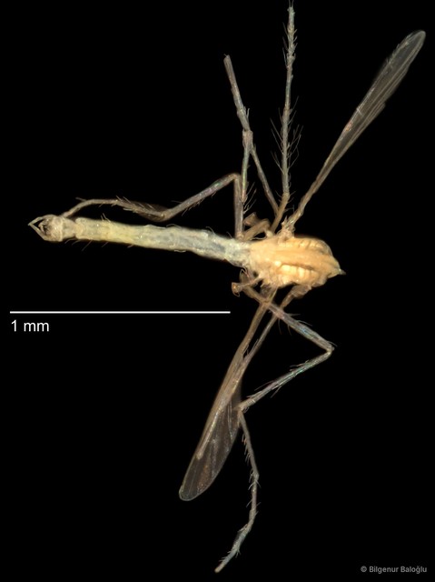 Chironomidae sp. "CL182"