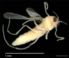 Chironomidae sp. "CL183" • © Bilgenur Baloğlu • All Rights Reserved