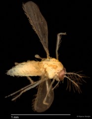 Chironomidae sp. "CL183" • © Bilgenur Baloğlu • All Rights Reserved