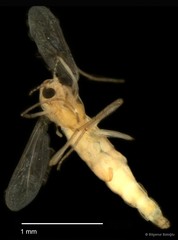 Chironomidae sp. "CL187" • © Bilgenur Baloğlu • All Rights Reserved
