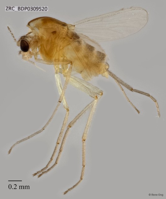 Chironomidae sp. "CL187"