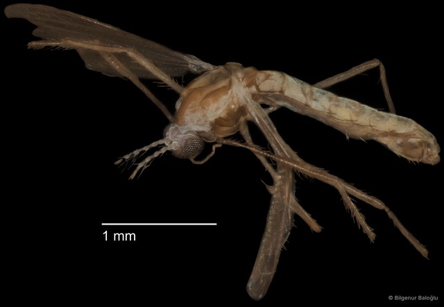 Chironomidae sp. "CL188"