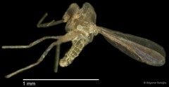 Chironomidae sp. "CL189"