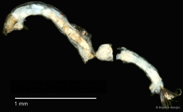 Chironomidae sp. "CL189"