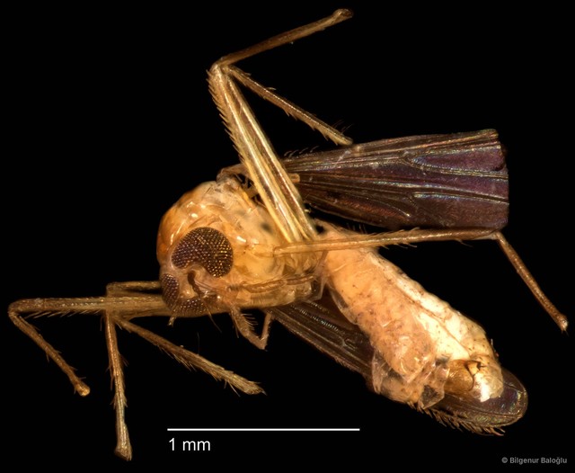 Chironomidae sp. "CL194"