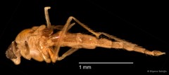 Chironomidae sp. "CL194" • © Bilgenur Baloğlu • All Rights Reserved