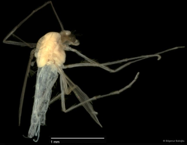Chironomidae sp. "CL201" • © Bilgenur Baloğlu • All Rights Reserved
