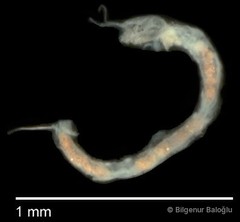 Chironomidae sp. "CL201" • © Bilgenur Baloğlu • All Rights Reserved
