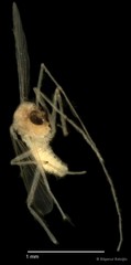 Chironomidae sp. "CL208" • © Bilgenur Baloğlu • All Rights Reserved