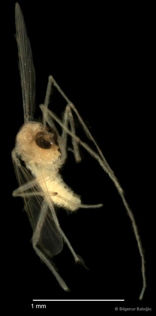 Chironomidae sp. "CL208"