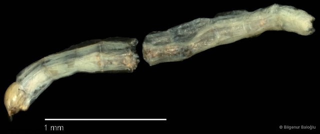 Chironomidae sp. "CL208"