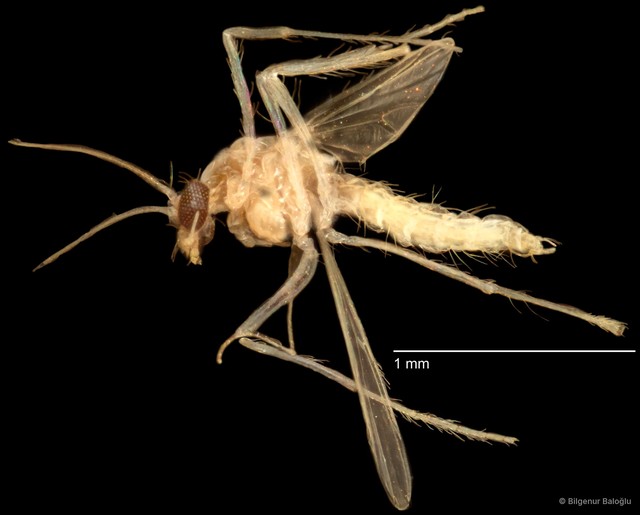 Chironomidae sp. "CL208" • © Bilgenur Baloğlu • All Rights Reserved