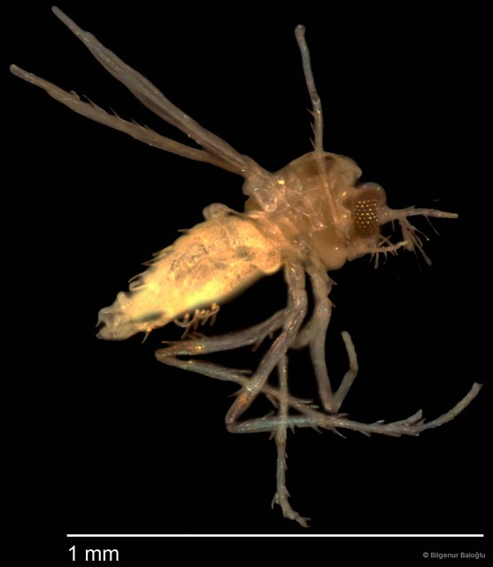 Chironomidae sp. "CL212"
