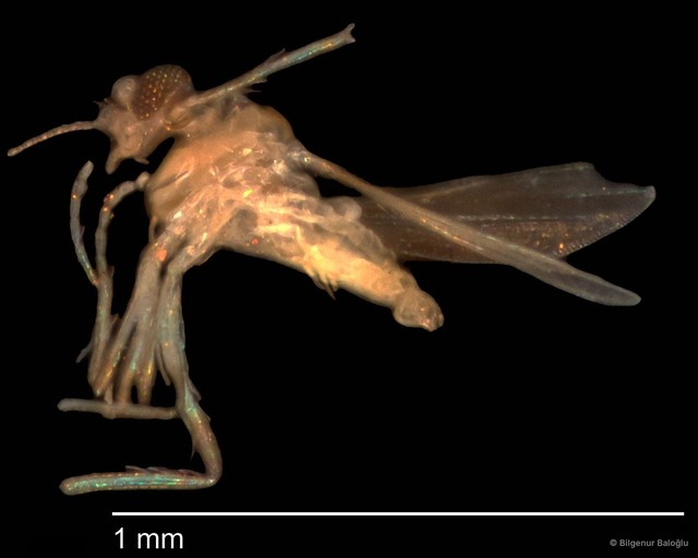 Chironomidae sp. "CL212"